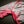 Load image into Gallery viewer, The Floral Game - Schismatic Industries
